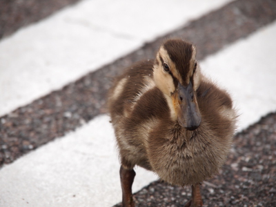 [A very close view of a duckling looking straight at the camera. Its big lump under its neck that all little ones have (to help them float) is prominent. The duckling walks on concrete with white lines on it.]